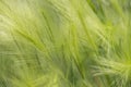 Blurred Green Grass Background. Soft And Abstract Nature