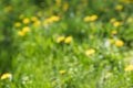 Blurred green grass and dandelion background Royalty Free Stock Photo