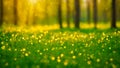 Blurred green grass meadow with yellow flowers and trees in the background. Royalty Free Stock Photo