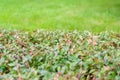 Blurred green leaves wall and fresh spring grass for display montages