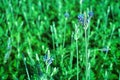 Blurred green natural flower garden. Meadow field with selective focus Royalty Free Stock Photo