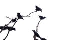 In selective focus a group of black crows sitting on dead tree trunk,white isolated background with copy space Royalty Free Stock Photo