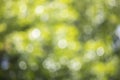 Blurred green nature bokeh abstract background Royalty Free Stock Photo
