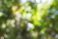 Blurred green nature bokeh background Royalty Free Stock Photo