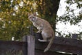 A fawn cream colored cat on the fence. A pet looks at the camera. Royalty Free Stock Photo