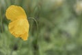 Spring background with a yellow poppy flower. Royalty Free Stock Photo