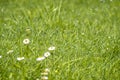 Blurred Green Summer background With Daisies flowers and green grass and water drops flying Royalty Free Stock Photo