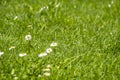 Blurred Green Summer background With Daisies flowers and green grass and water drops flying Royalty Free Stock Photo