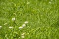 Blurred Green Summer background With Daisies flowers and green grass and water drops flying Royalty Free Stock Photo