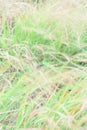 Blurred greenery grass background | Website background | Innovative | Creative | Web backdrop | Graphic design