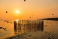 Blurred a group of seagulls flying in the dusk sunset sky with wood fence view and seascape at Bangpoo Samuthprakarn, Thailand Royalty Free Stock Photo