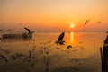 Blurred a group of seagulls flying in the dusk sunset sky with wood fence view and seascape at Bangpoo Samuthprakarn, Thailand Royalty Free Stock Photo