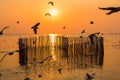 Blurred a group of seagulls flying in the dusk sunset sky with wood fence view and seascape at Bangpoo Samuthprakarn, Thailand Royalty Free Stock Photo
