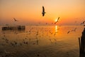 Blurred a group of seagulls flying in the dusk sunset sky with wood fence view and seascape at Bangpoo Samuthprakarn, Thailand Royalty Free Stock Photo