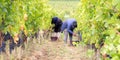 Blurred harvester cutting bunch of grapes in vineyard rows in web banner template header Royalty Free Stock Photo