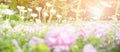 Blurred imaage. Spring flowers, Pink flowers garden against warm sunlight in the morning