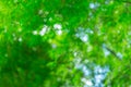 Blurred image of bamboo forest