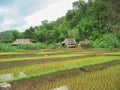 Blurred image of beautiful green rice field in the north of Thailand in