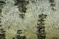 Blurred image of birch bark texture.  Abstract nature background. Royalty Free Stock Photo