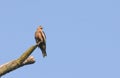 Blurred image, bird, Pariah Kite - Milvus migrans, sitting on tree trunk