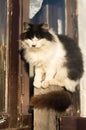 Blurred image of a black and white cat sitting on a fence near a rural house Royalty Free Stock Photo