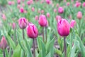 Blurred image of blooming purple tulips in the park in spring Royalty Free Stock Photo