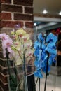 Blurred image of bouquet of fresh tulips in flower shop. Spring floral tulip bunch