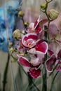 Blurred image of bouquet of fresh tulips in flower shop. Spring floral tulip bunch Royalty Free Stock Photo