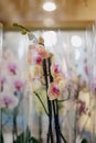 Blurred image of bouquet of fresh tulips in flower shop. Spring floral tulip bunch Royalty Free Stock Photo