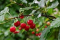 Blurred image of a branch with ripe cherries with water drops on a green background Royalty Free Stock Photo