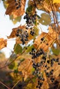 Blurred image of bunches of blue grapes and autumn leaves