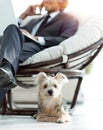 Blurred image of a businessman sitting in a chair and his little pet Royalty Free Stock Photo