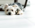 Blurred image of a businessman sitting in a chair and his little pet Royalty Free Stock Photo