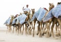 camels in Rub al Khali Desert at the Empty Quarter, in Abu Dhabi, UAE