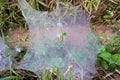 Blurred image of cobwebs spider web with dew drops in the morning Royalty Free Stock Photo