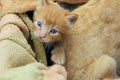 Blurred image of cute red tabby kitten. Animals day, mammal, pets concept.