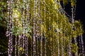 Blurred image Decorative outdoor string lights hanging in the garden at night time festivals season Royalty Free Stock Photo
