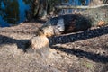 Blurred image of a fallen tree damaged by beavers.