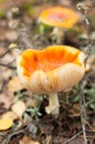 Blurred image of fly agarics on the forest floor against the background of the autumn forest Royalty Free Stock Photo
