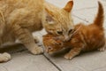 Blurred image of a ginger cat holding a little kitten in the mouth. Animals, pets, family concept.