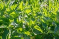 Blurred image of growing young nettle