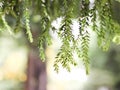 Blurred image of huperzia leaves hanging dowm