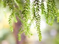 Blurred image of huperzia leaves hanging