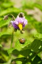 Blurred image ÃÂolorado potato beetle on a flowering potato plant