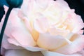 Blurred image - pink rose flower, gentle petals close up.