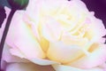 Blurred image - pink rose flower, gentle petals close up. Royalty Free Stock Photo