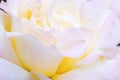 Blurred image - pink rose flower, natural abstract macro textured background, gentle petals close up.