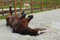 Blurred image of playing horse. Horse tumbles in the sand. Dapple-chestnut stallion. Royalty Free Stock Photo