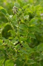 Blurred image of a potato plant being eaten by Colorado beetle larvae on a sunny day.Organic farming. Vegan and vegetarian Royalty Free Stock Photo