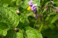 Blurred image of a potato plant with ÃÂolorado beetle